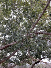 Combretum erythrophyllum