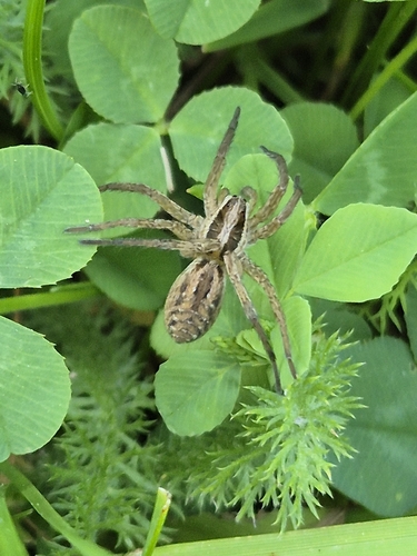 Radiated Wolf Spider