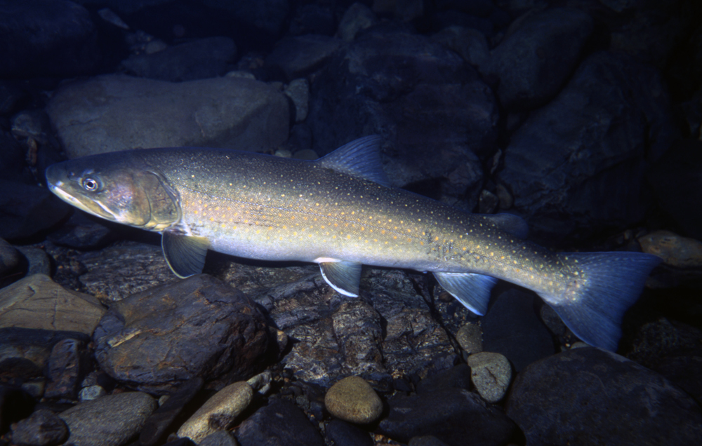 Bull Trout