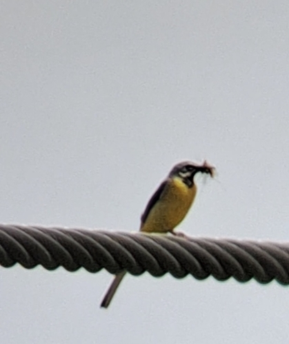 Grey Wagtail