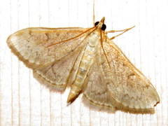 Anania extricalis dionalis