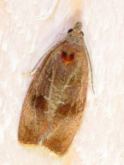 Evora hemidesma