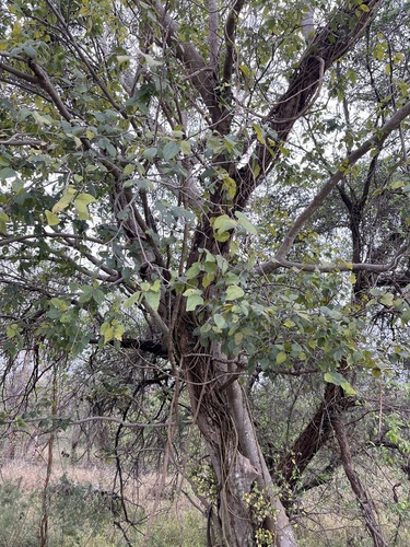 Celtis africana, photograph 4