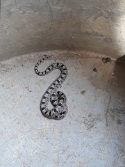 Stenorrhina degenhardtii