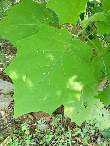 Solanum hirtum