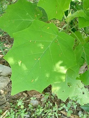 Solanum hirtum