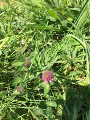 Trifolium pratense