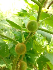 Solanum hirtum, photograph (c) Rodolfo Salinas Villarreal, some rights reserved (CC BY)