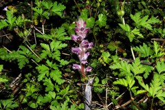 Orobanche pubescens