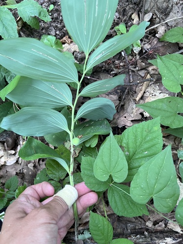 Polygonatum glaberrimum, photograph 3