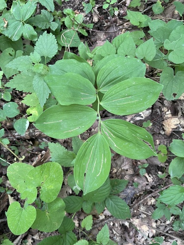 Polygonatum glaberrimum, photograph 4