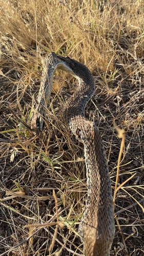 Western Montpellier Snake