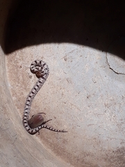 Stenorrhina degenhardtii