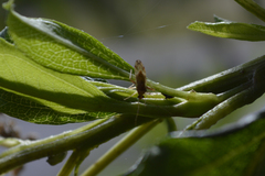 Neostenotus
