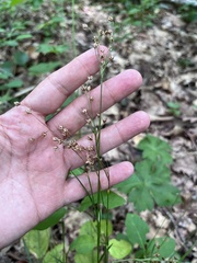 Luzula forsteri