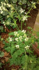 Anthriscus sylvestris