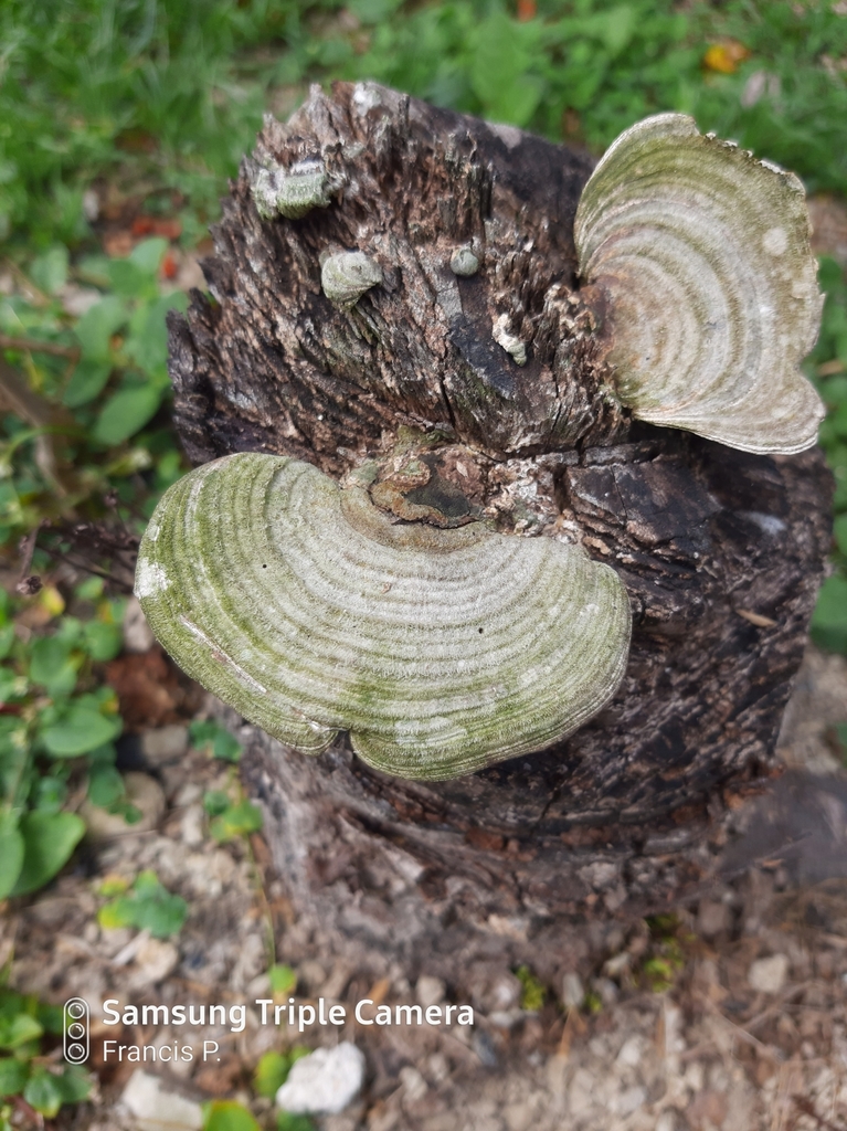 Trametes hirsuta · April 2020 · photo: © francisperez28 (iNaturalist, cc-by-nc)