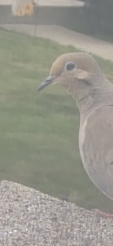 Mourning Dove