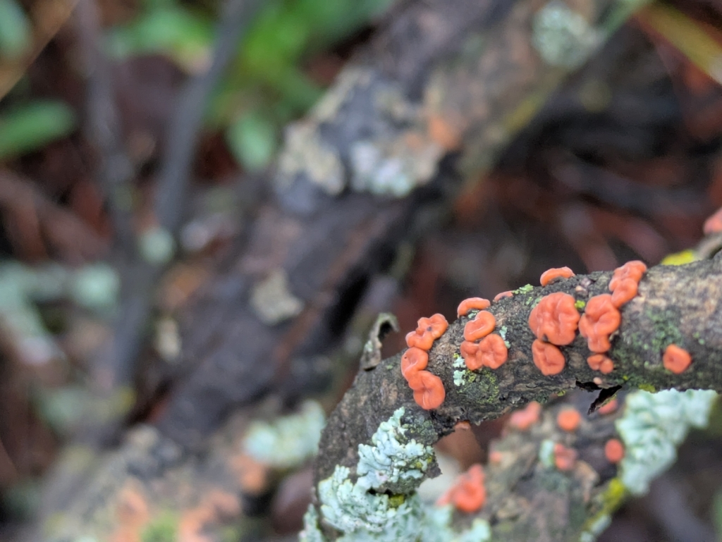 Red Tree Brain Fungus · June 2026 · photo: Photo: no rights reserved · iNaturalist