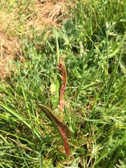 Rumex acetosa