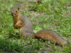 Sciurus niger