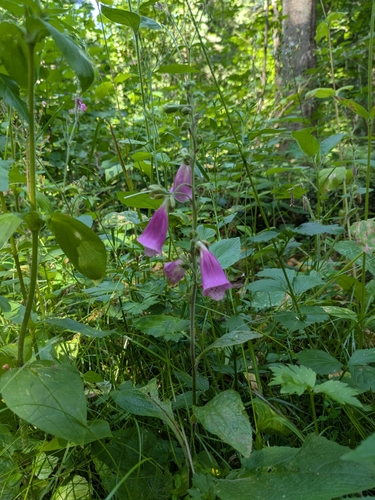purple foxglove