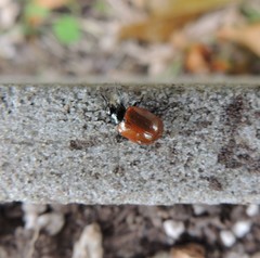 Plagiodera erythroptera