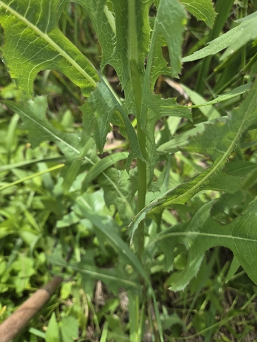 prickly lettuce