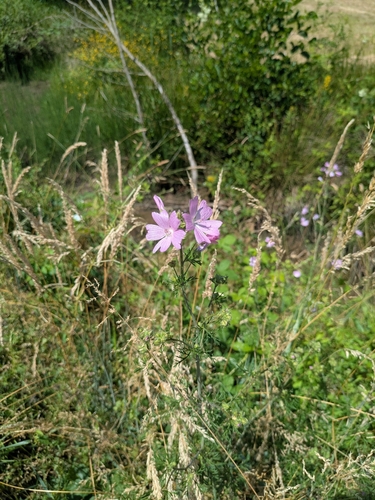 musk mallow