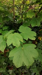 Acer pseudoplatanus