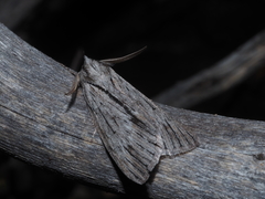 Chlenias stenosticha