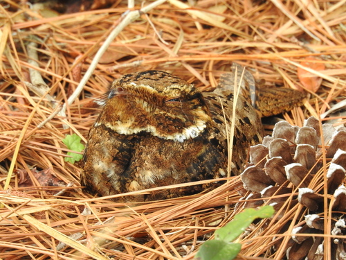 Antrostomus carolinensis image