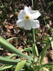 Narcissus poeticus