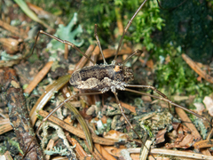 Platybunus
