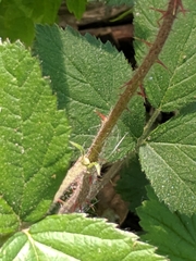 Rubus
