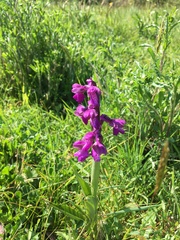 Anacamptis morio