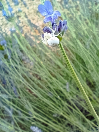 Goldenrod Crab Spider
