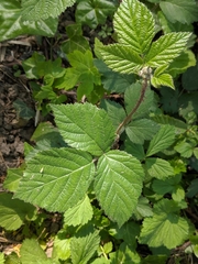 Rubus