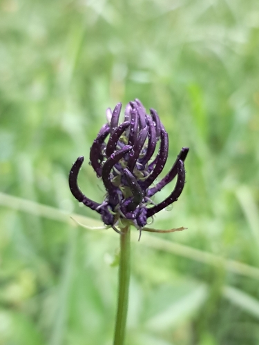 Phyteuma nigrum, 2026-06-22