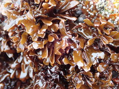 Chondrus