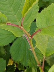 Rubus