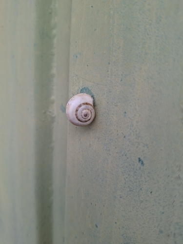 White Italian Snail
