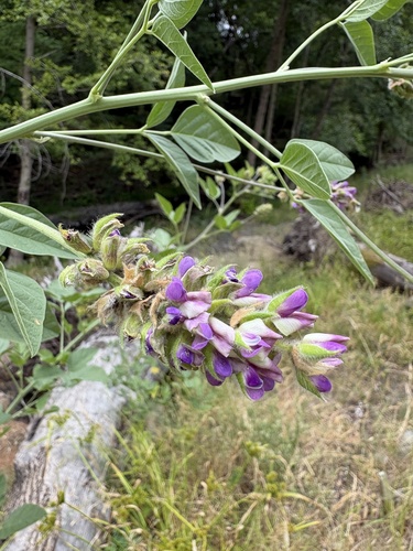 Hoita macrostachya, photograph 4