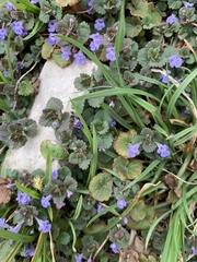 Glechoma hederacea