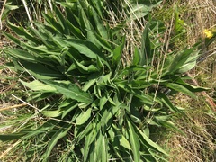 Centaurea nigra