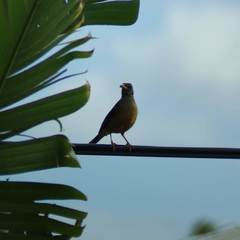 Turdus olivaceus