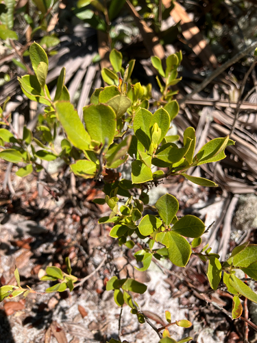 Gaylussacia dumosa, photograph 3