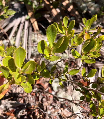 Gaylussacia dumosa, photograph 2