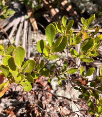 Gaylussacia dumosa, photograph author not stated, no rights reserved