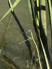 Enallagma exsulans